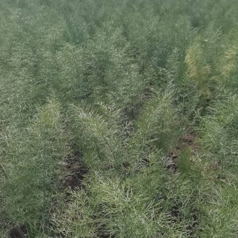 茴香球