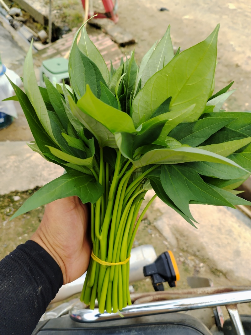 红薯叶