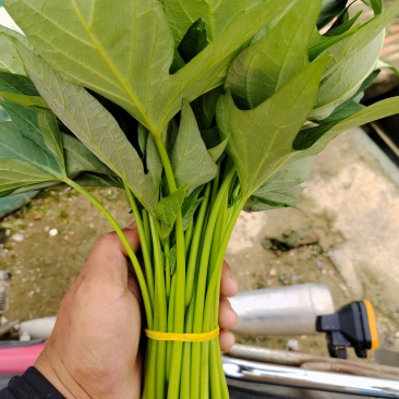 红薯叶