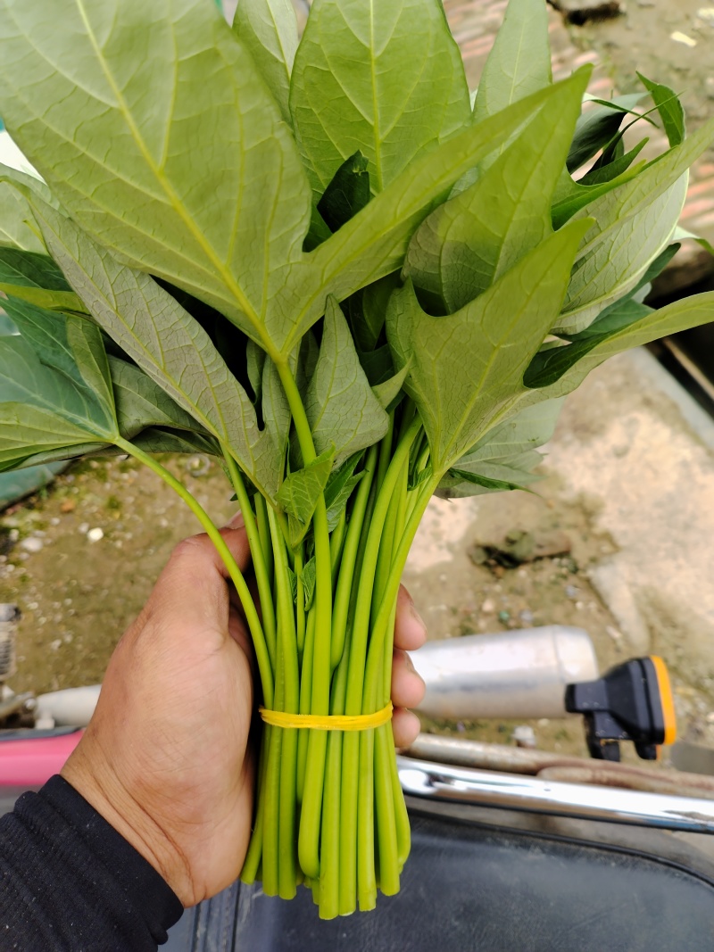 红薯叶