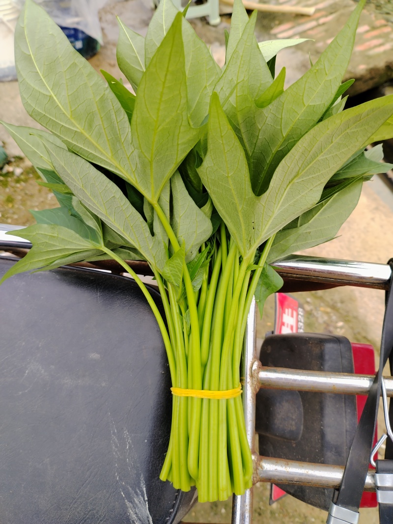 红薯叶