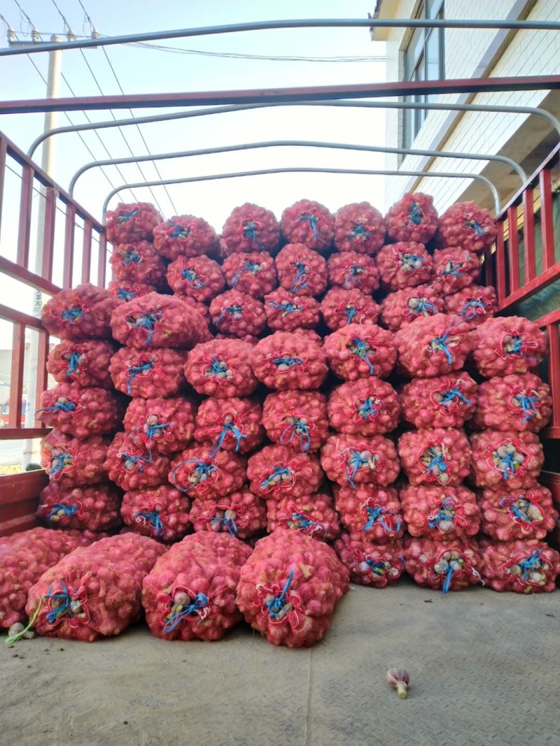 蒜头开封大蒜紫皮蒜把子蒜货源稳定代收代发代加工代存