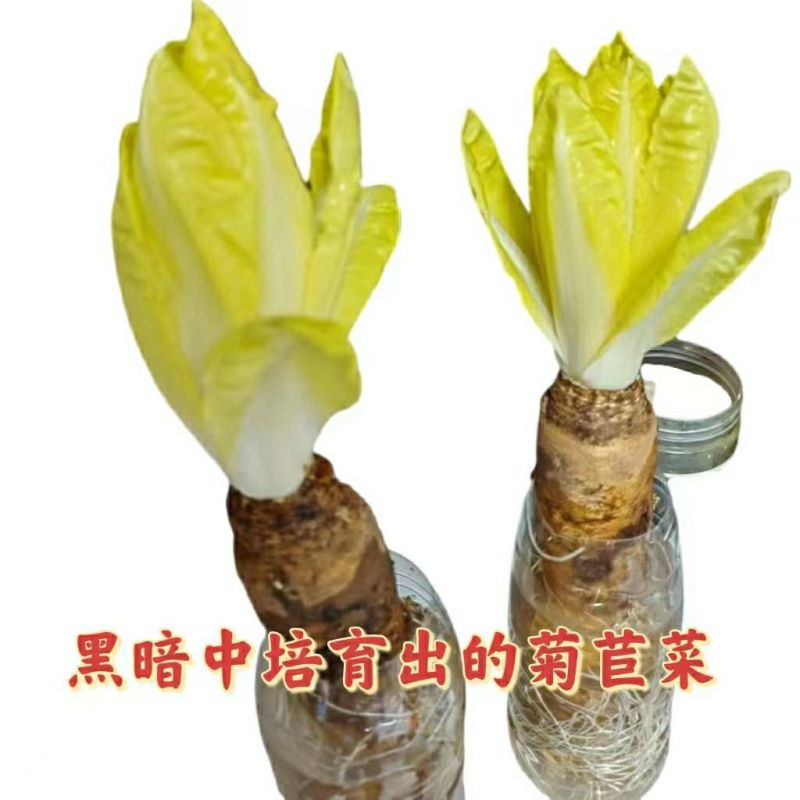 基地软化菊苣根活体金玉兰菜黄芽球菊苣根阳台盆栽蔬菜根活苗
