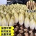 基地软化菊苣根活体金玉兰菜黄芽球菊苣根阳台盆栽蔬菜根活苗