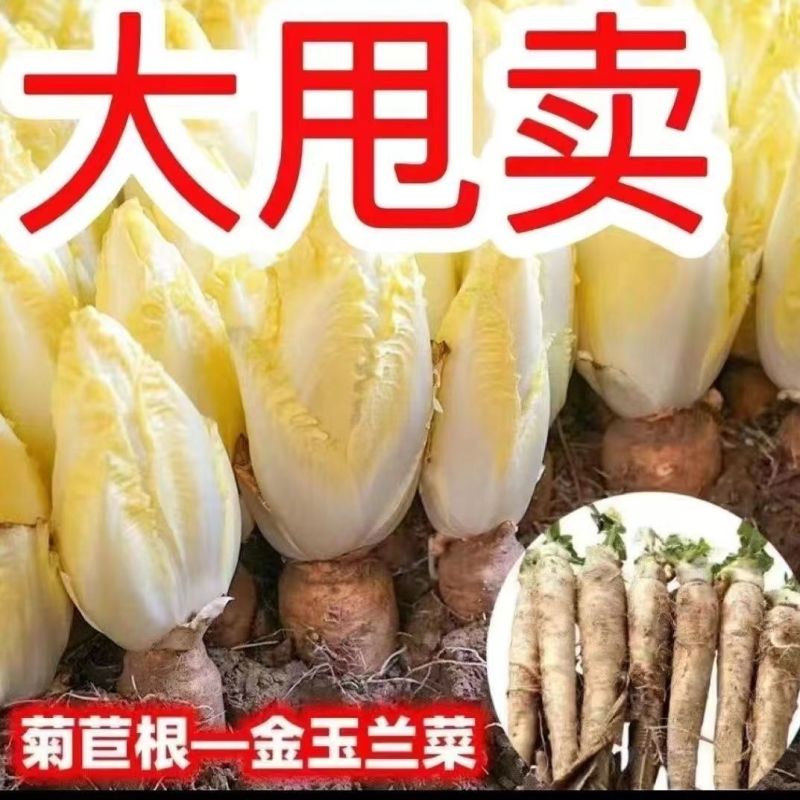 基地软化菊苣根活体金玉兰菜黄芽球菊苣根阳台盆栽蔬菜根活苗