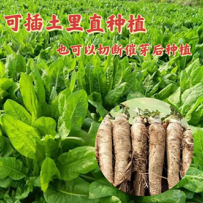 基地软化菊苣根活体金玉兰菜黄芽球菊苣根阳台盆栽蔬菜根活苗