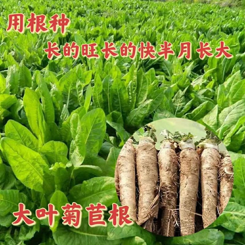 基地软化菊苣根活体金玉兰菜黄芽球菊苣根阳台盆栽蔬菜根活苗