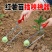 栽地瓜神器新款红薯插秧木把栽苗器地瓜插秧栽苗机速度快带轮