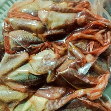 厂家10只装4-5原粮鸽子3.5万只