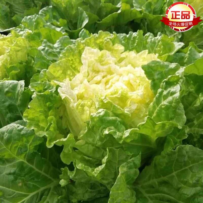 油亮夏帅大白菜耐湿抗热抗病性强菜种子夏播菜速生小白菜