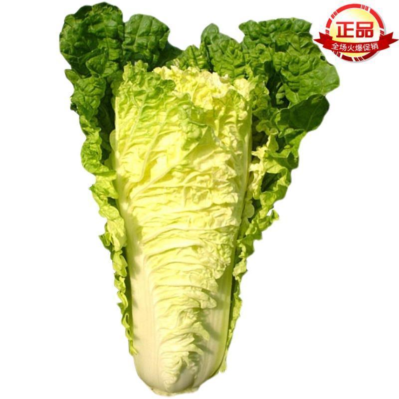 油亮夏帅大白菜耐湿抗热抗病性强菜种子夏播菜速生小白菜