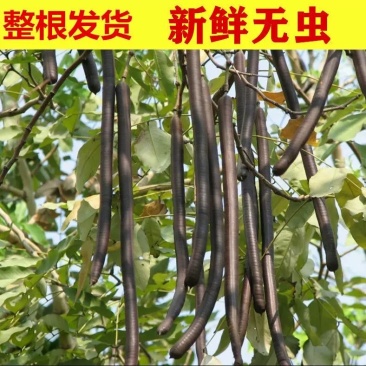 整根便秘果大解果大货批发一手货源