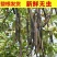 整根便秘果大解果大货批发一手货源
