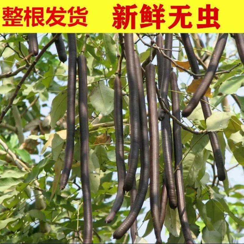 整根便秘果大解果大货批发一手货源