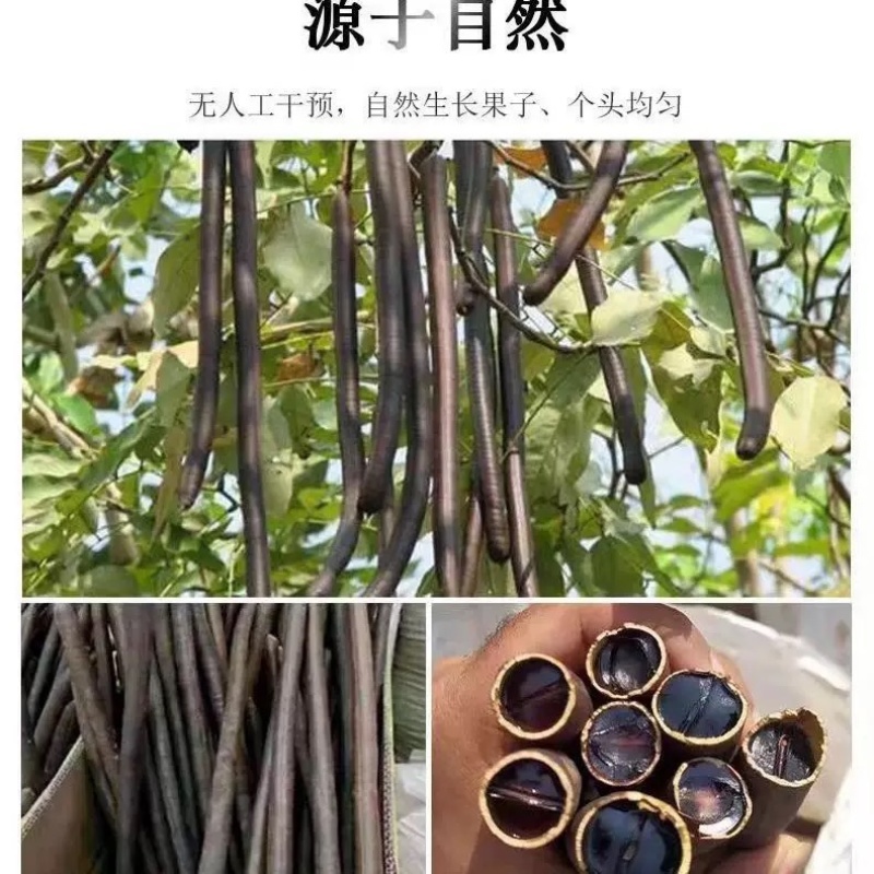 整根便秘果大解果大货批发一手货源
