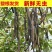 整根便秘果大解果大货批发一手货源