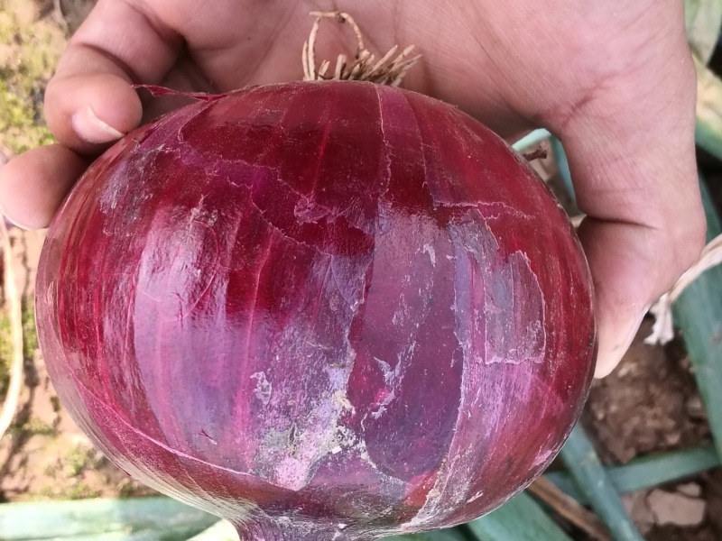 洋葱品质优越，个头饱满硬度高，黄葱紫洋葱齐全……