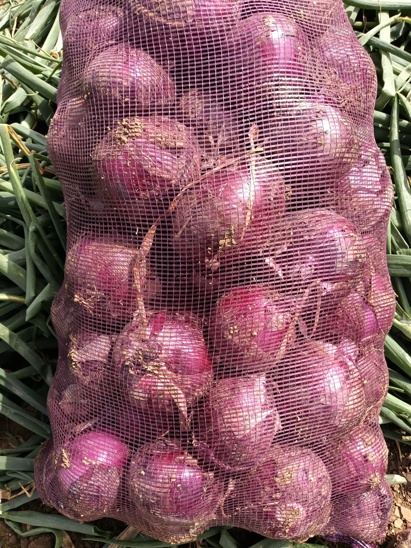 洋葱品质优越，个头饱满硬度高，黄葱紫洋葱齐全……