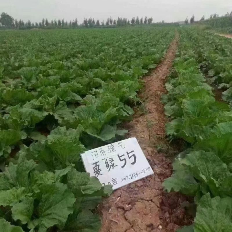 早熟耐热白菜种孑豫艺夏绿55大白菜种子夏秋季蔬菜