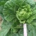 早熟耐热白菜种孑豫艺夏绿55大白菜种子夏秋季蔬菜