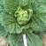 早熟耐热白菜种孑豫艺夏绿55大白菜种子夏秋季蔬菜
