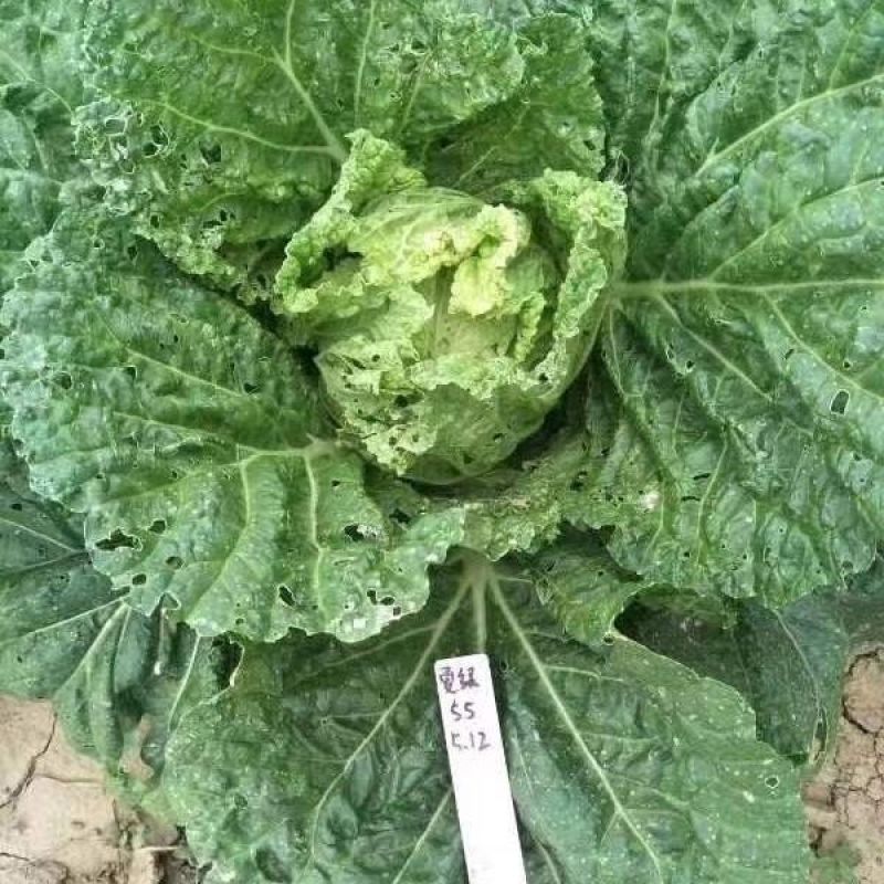 早熟耐热白菜种孑豫艺夏绿55大白菜种子夏秋季蔬菜