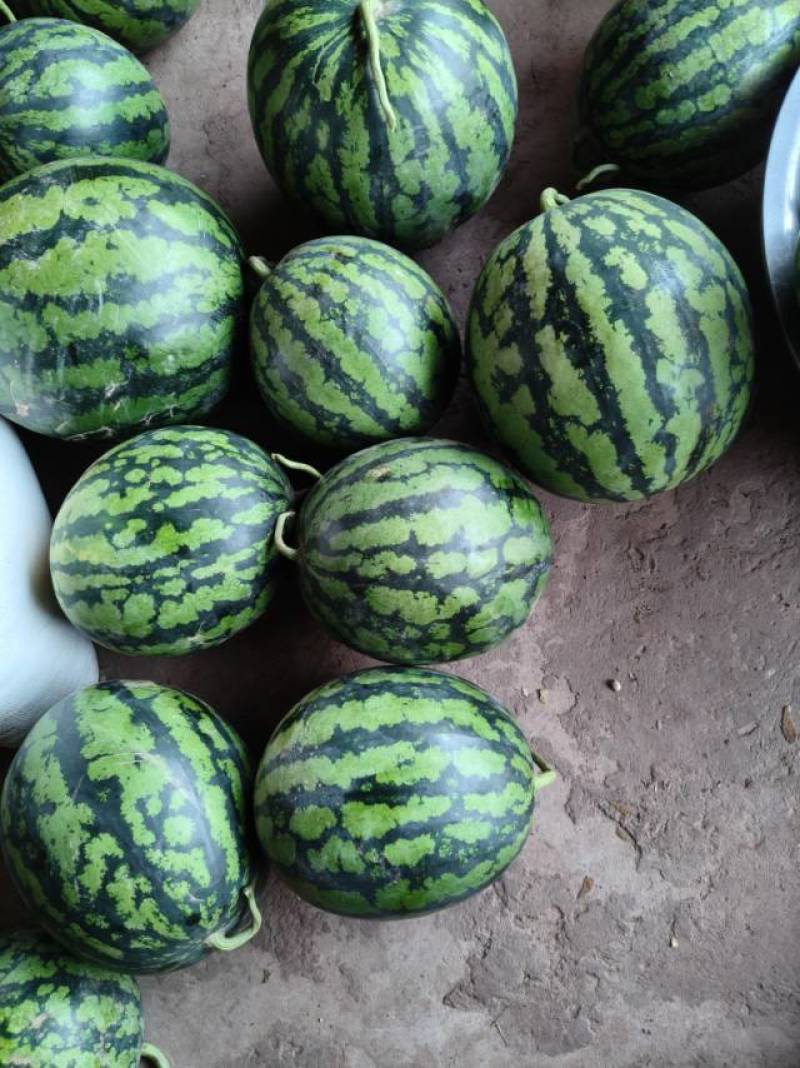 普洱直发甜王西瓜，新鲜多汁，清甜爽口，夏日解暑必备！