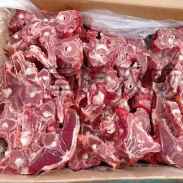 多肉羊蝎子