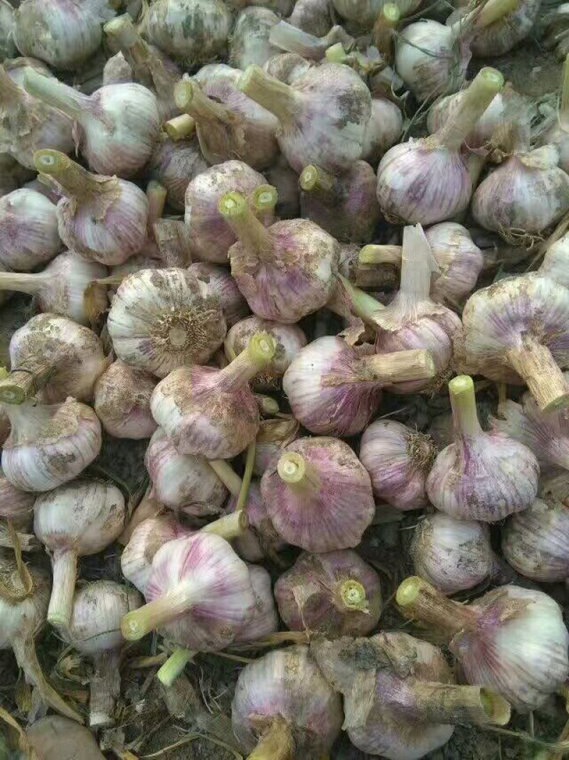 开封鲜蒜头通许大蒜紫皮蒜把子蒜货源稳定代收代存