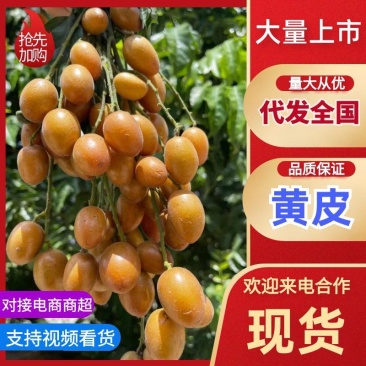 精品黄皮大量上市优质货源，量大从优，全国发货，致电联系