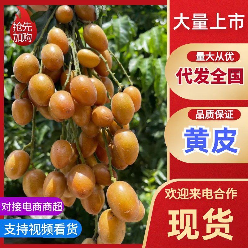 精品黄皮大量上市优质货源，量大从优，全国发货，致电联系