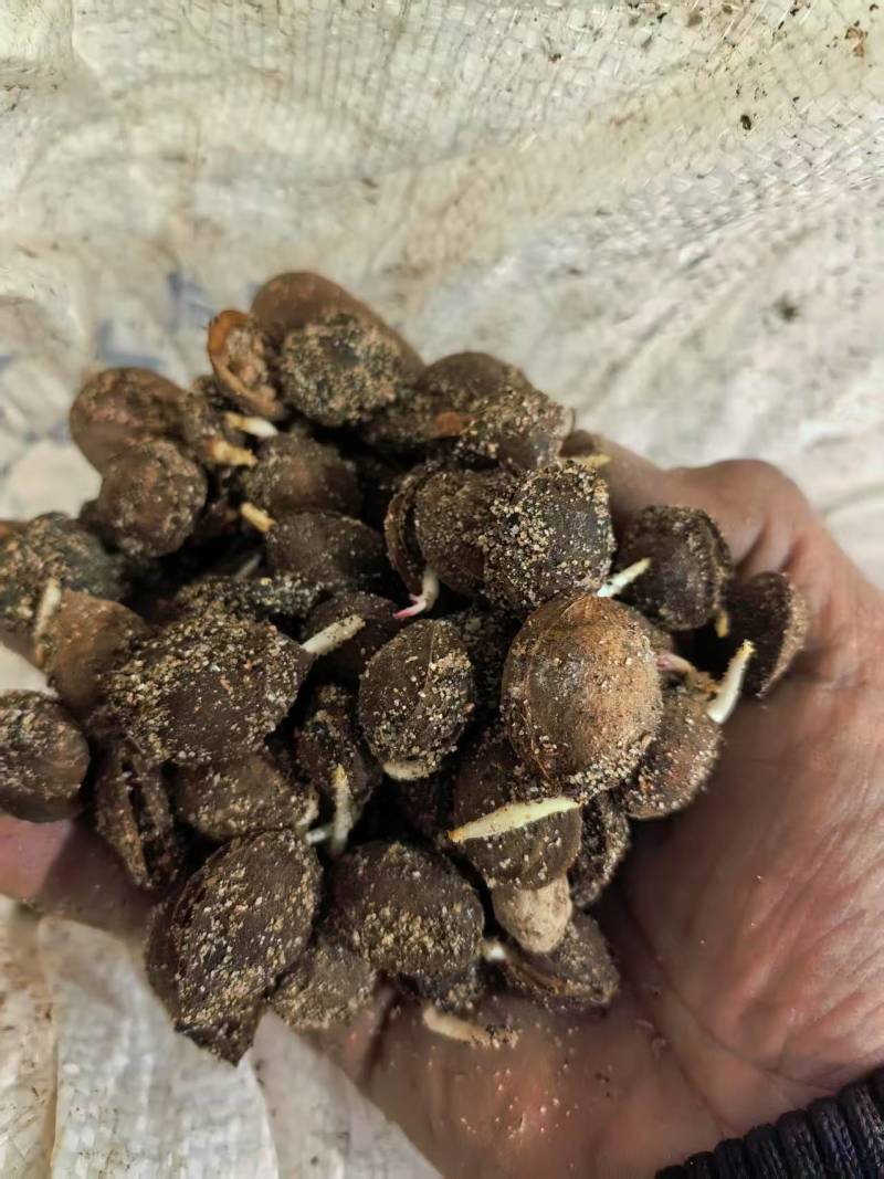 辽宁杏树种子，颗粒饱满，出苗迅速。量大从优欢迎选购