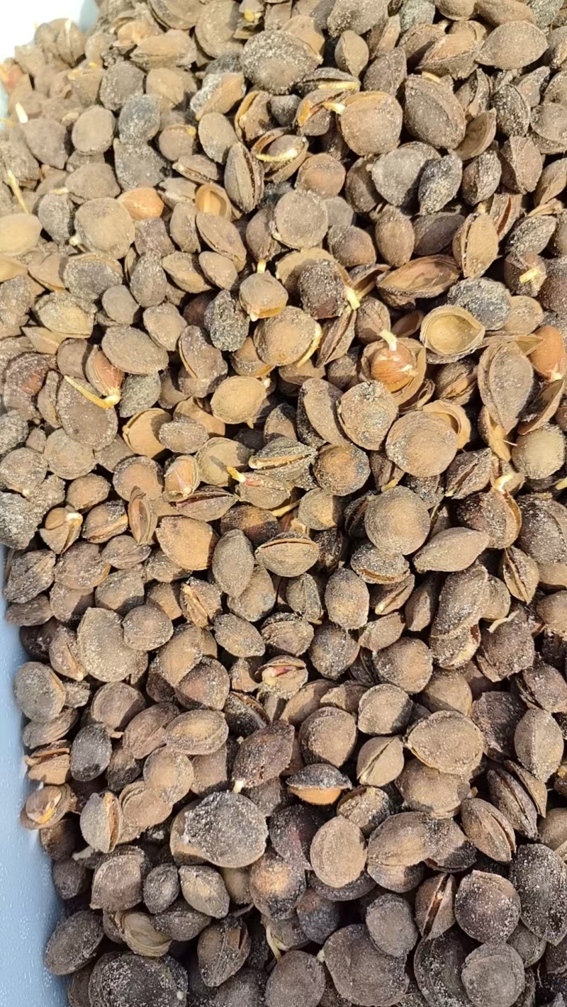 辽宁杏树种子，颗粒饱满，出苗迅速。量大从优欢迎选购