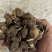 辽宁杏树种子，颗粒饱满，出苗迅速。量大从优欢迎选购