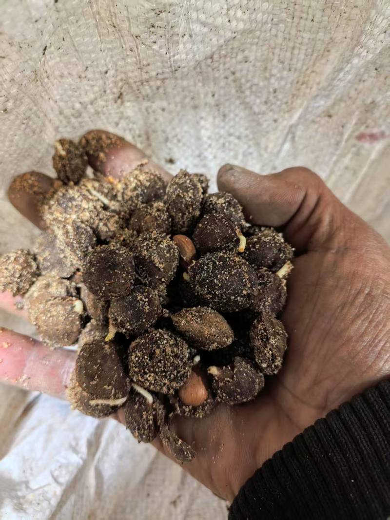 辽宁杏树种子，颗粒饱满，出苗迅速。量大从优欢迎选购