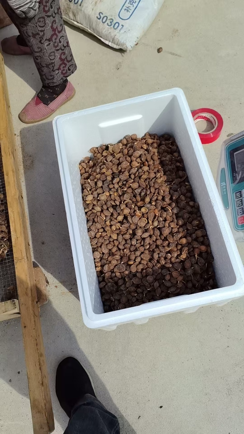 辽宁杏树种子，颗粒饱满，出苗迅速。量大从优欢迎选购