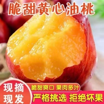 [热销]黄心油桃，中油系列，09-3，口感脆甜，供应全国