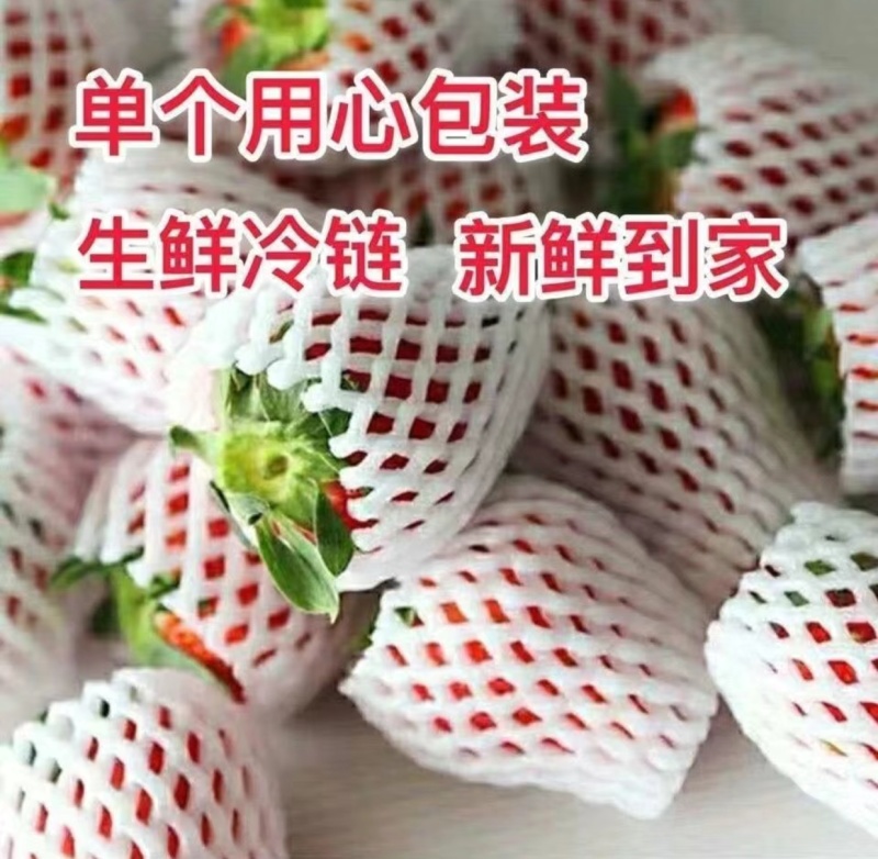 可视频看货云南四季草莓蒙特瑞耐储存商用烘焙奶茶坏果包赔