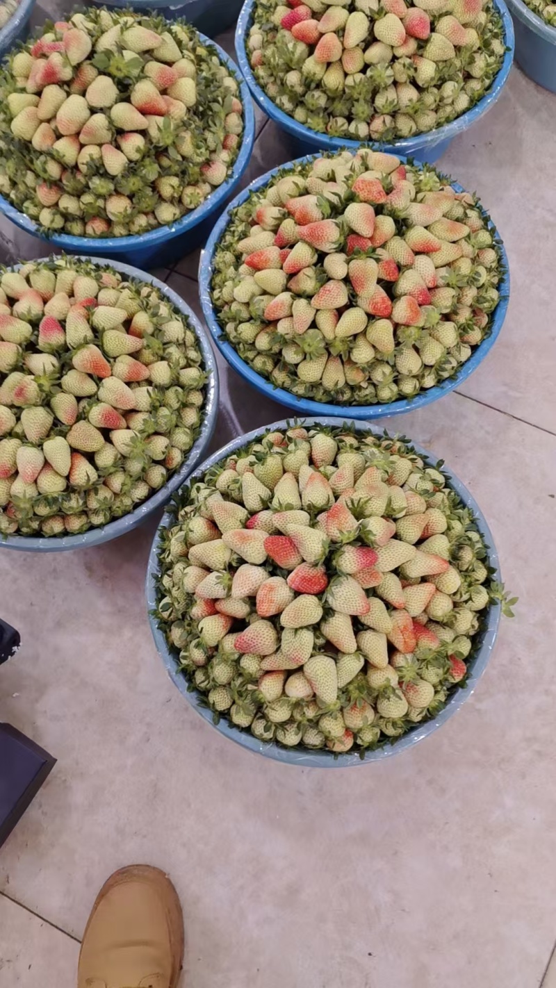 可视频看货云南四季草莓蒙特瑞耐储存商用烘焙奶茶坏果包赔
