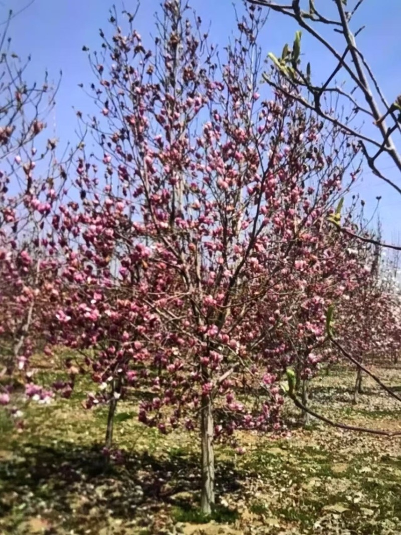 紫玉兰：邹家苗圃基地大量供应玉兰，欢迎老板来基地参观来电享