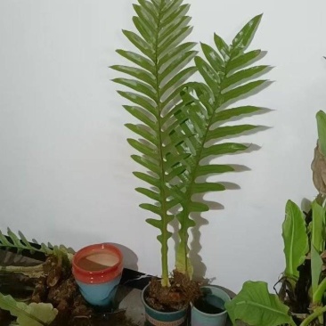 王冠蕨绿植花卉产地直供