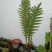 王冠蕨绿植花卉产地直供