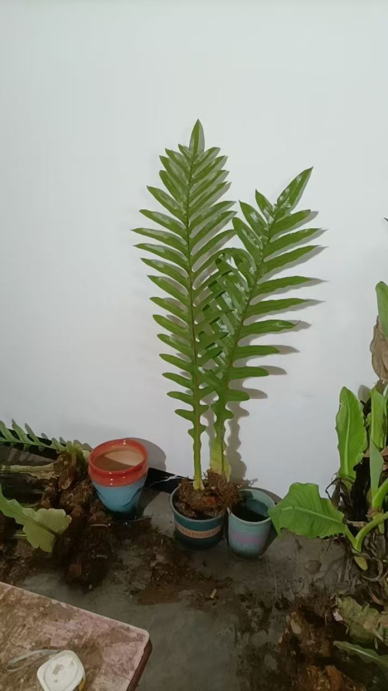 王冠蕨绿植花卉产地直供