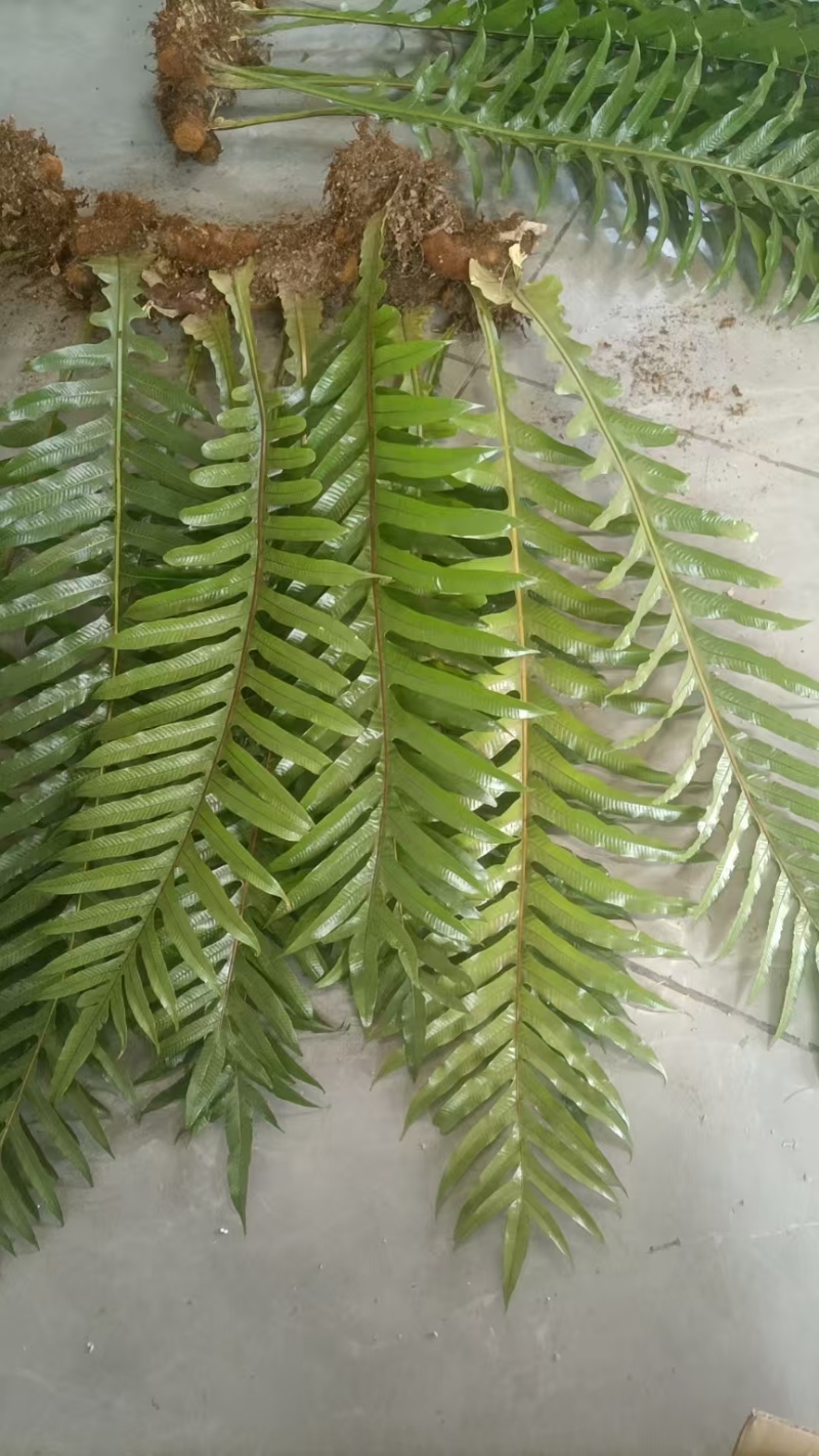 王冠蕨绿植花卉产地直供