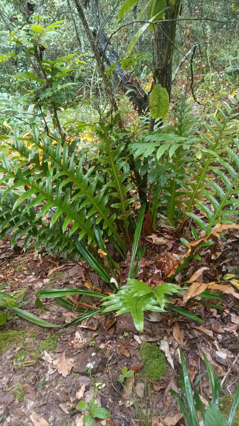 王冠蕨绿植花卉产地直供