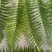 王冠蕨绿植花卉产地直供