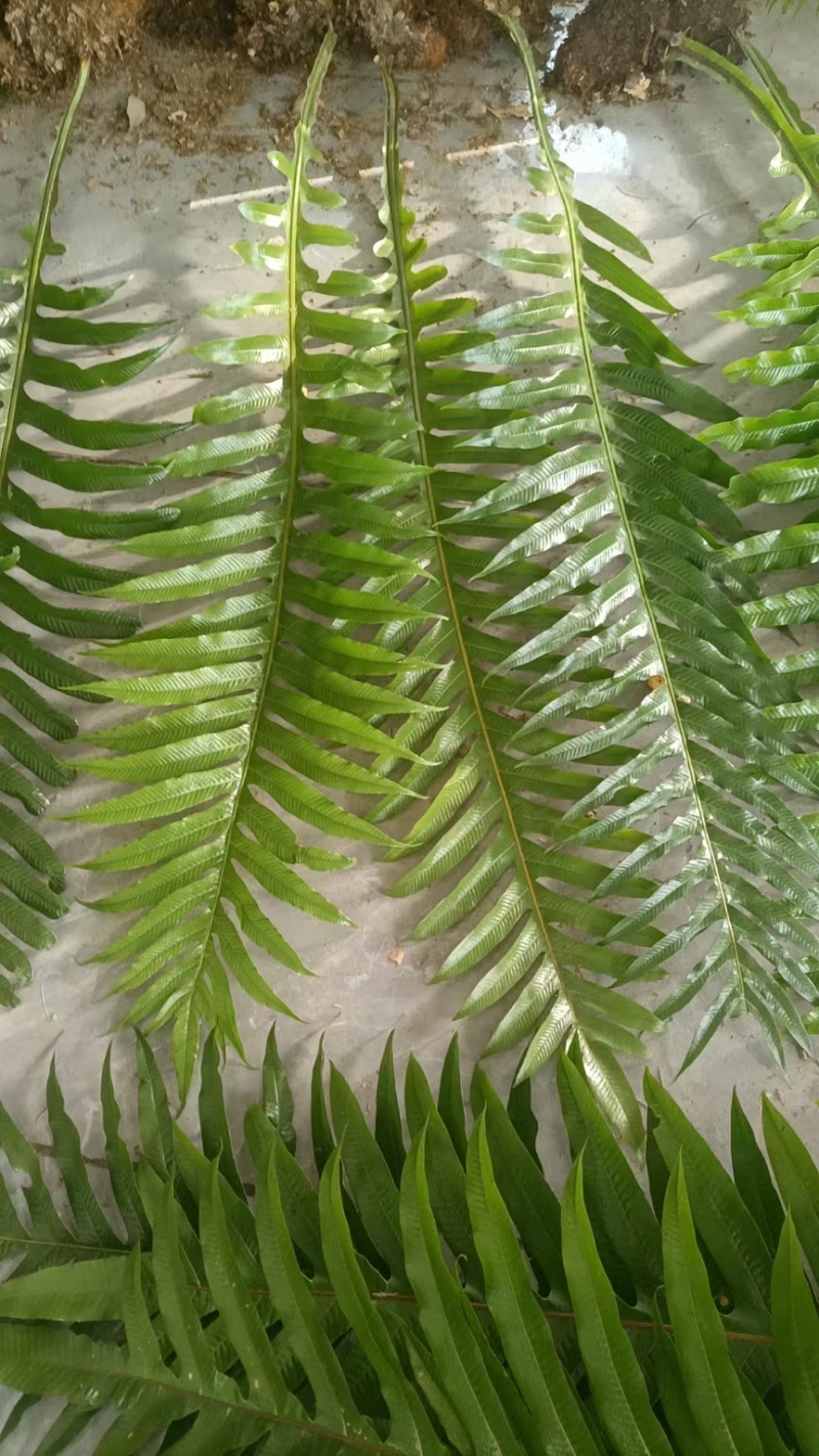 王冠蕨绿植花卉产地直供