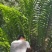 王冠蕨绿植花卉产地直供