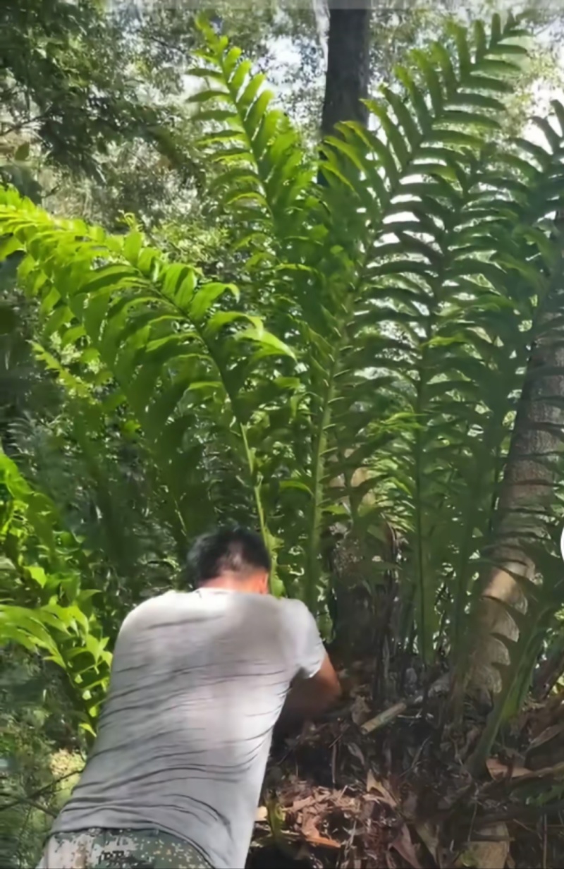 王冠蕨绿植花卉产地直供