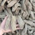 乌天麻大货批发16个左右500克